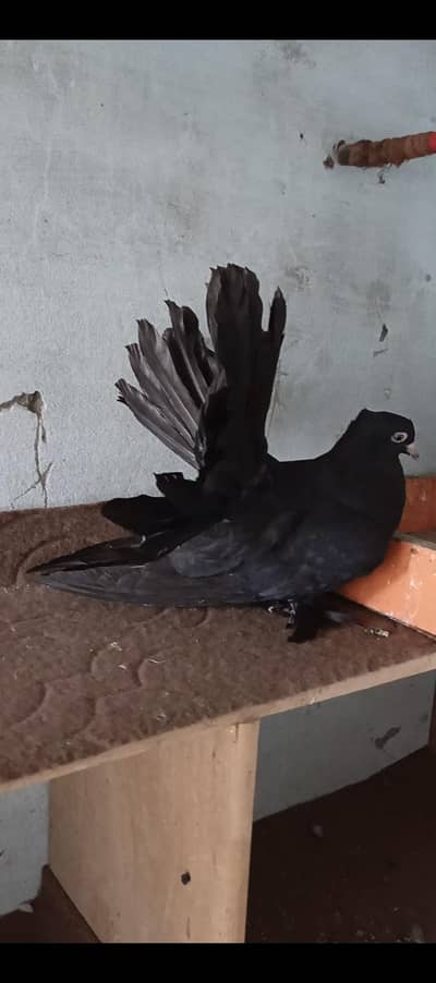 amarican fantail