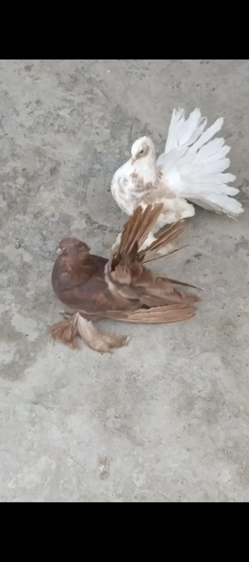 amarican fantail — photo 3