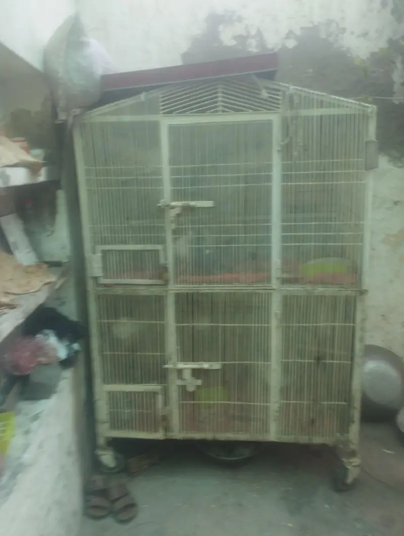 cage salf made ha — photo 2