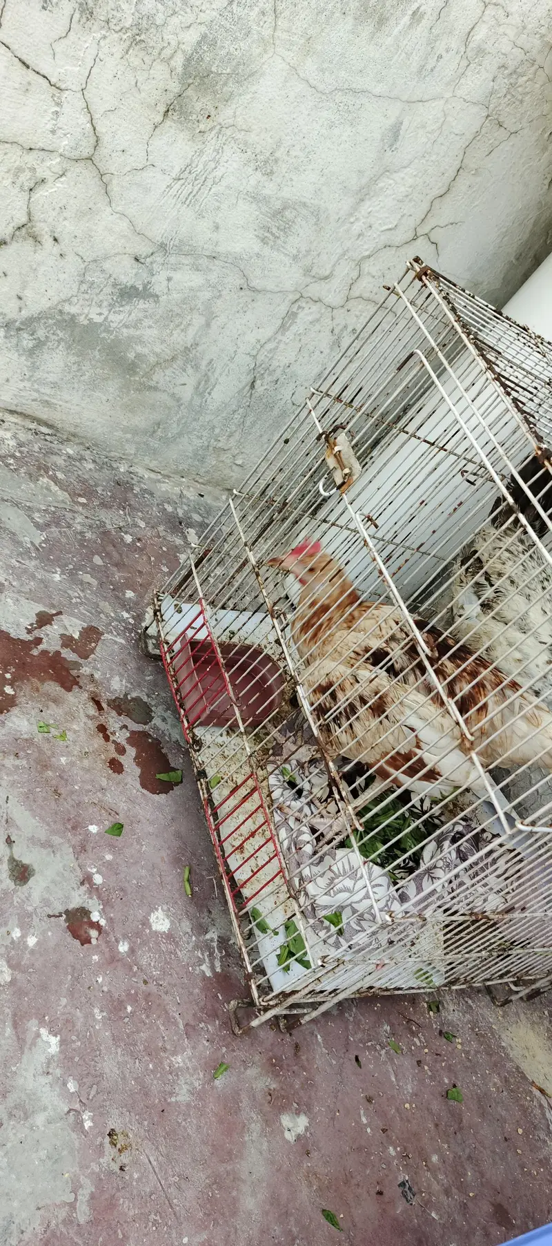 Murgha Murghi — photo 4