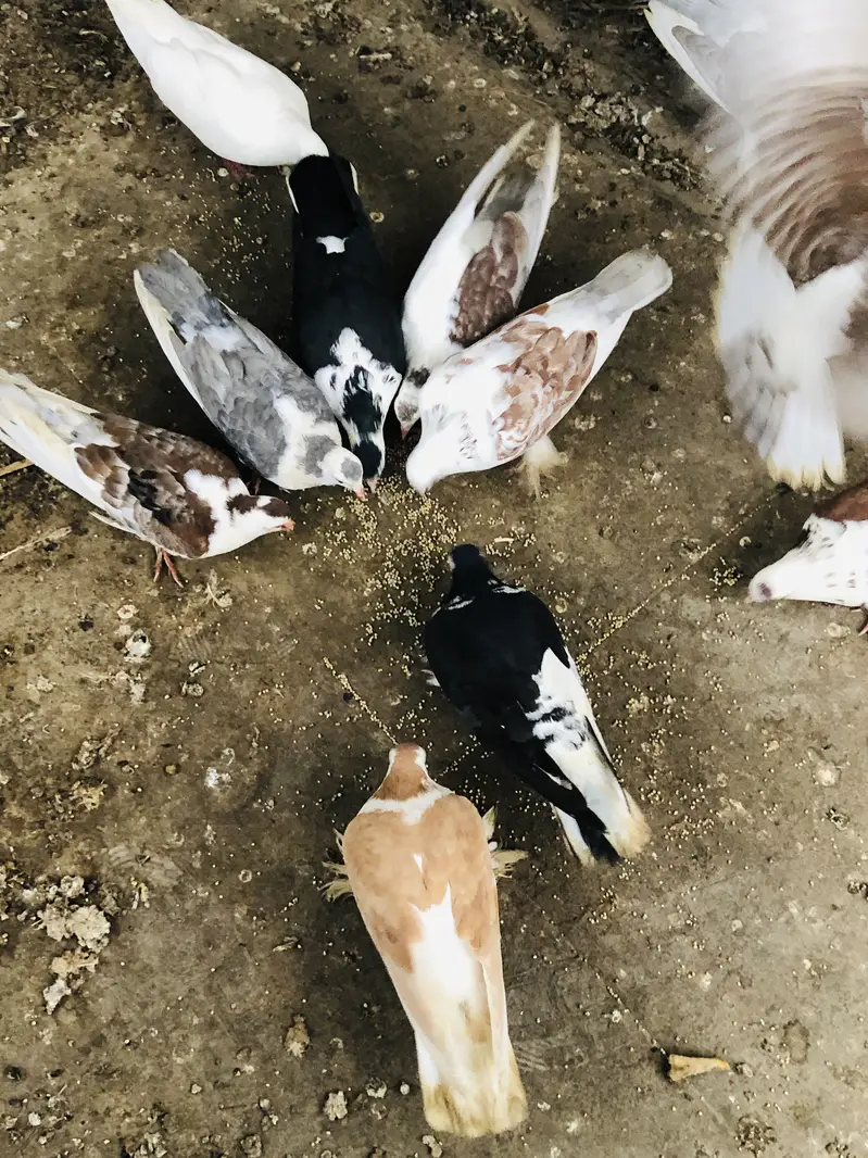6 couples total 13 — photo 6