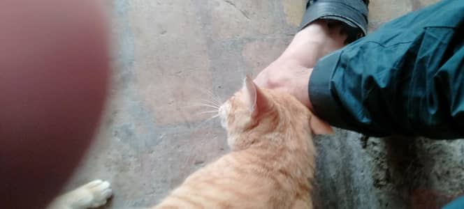 male cat 