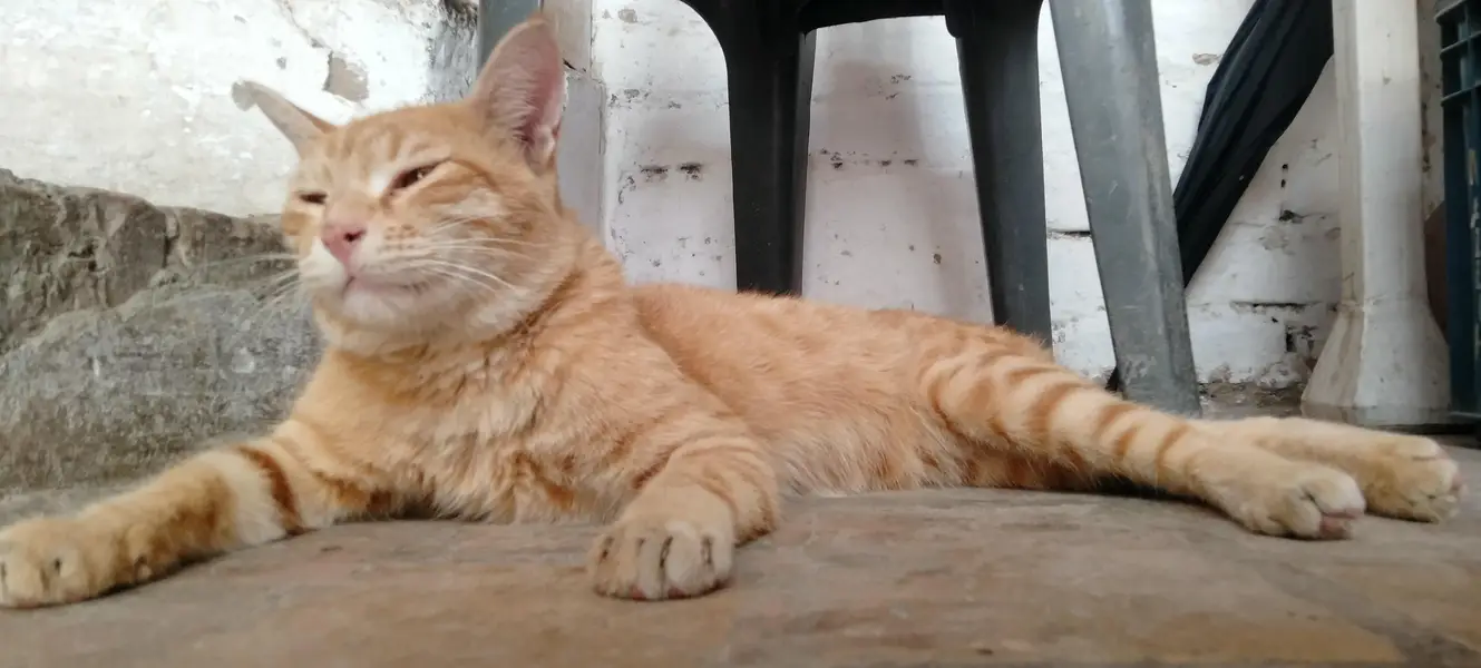 male cat  — photo 2