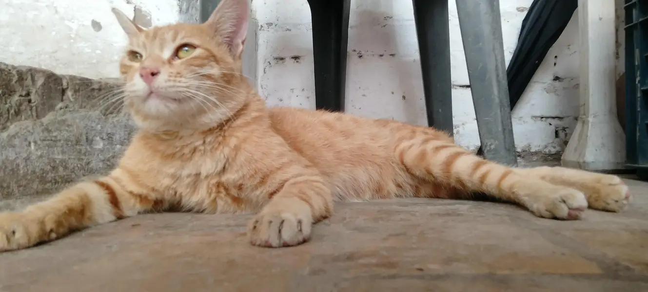 male cat  — photo 3