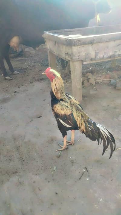 Panjab Ki nasal ha pure aseel hai
