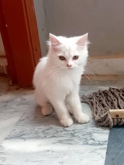 Persian Cat double coat Female