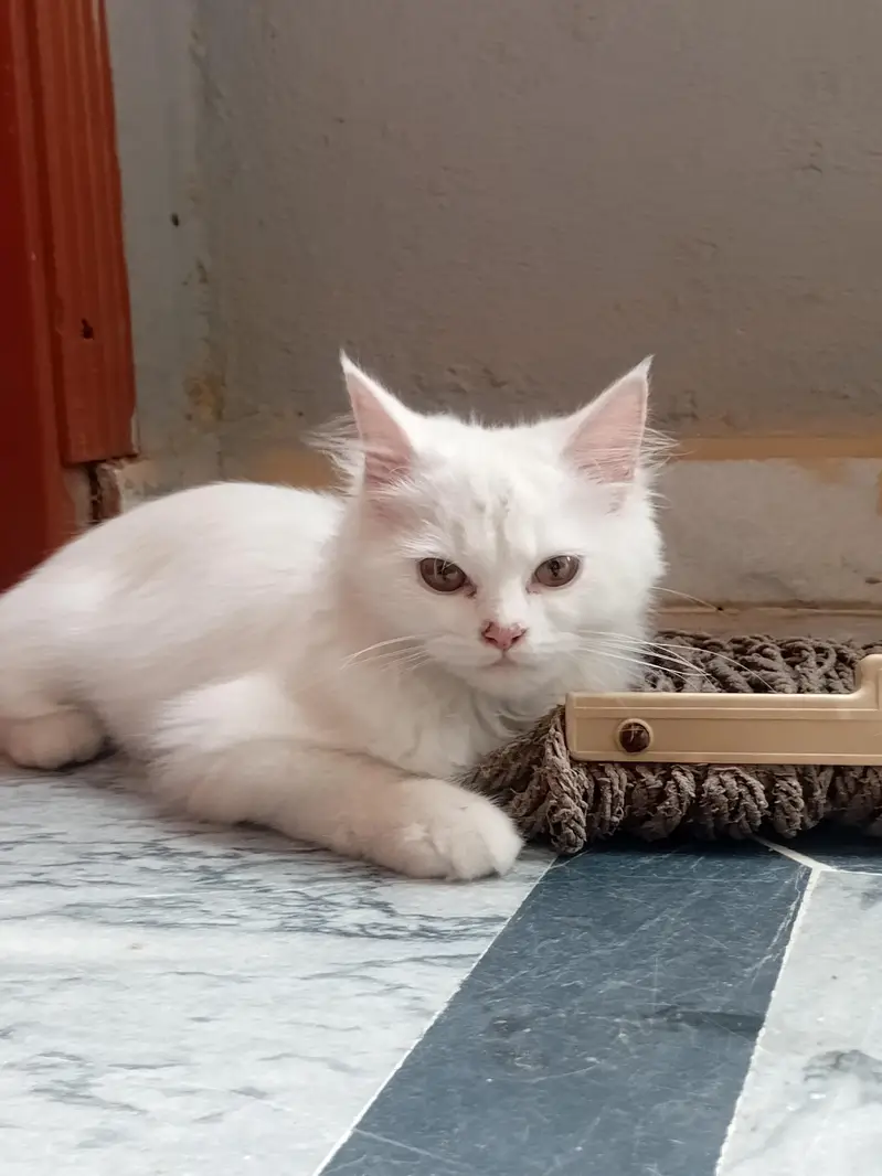 Persian Cat double coat Female — photo 2