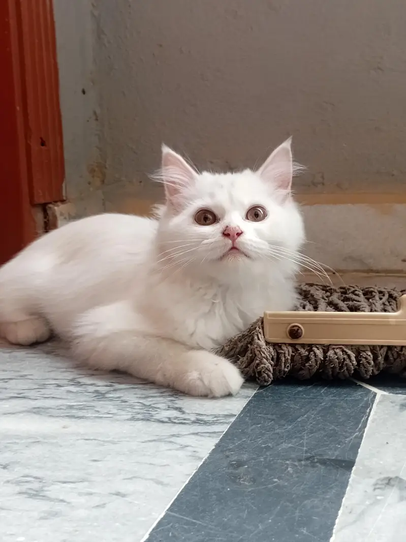Persian Cat double coat Female — photo 3