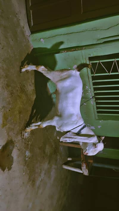 gulabi Bakra for sale