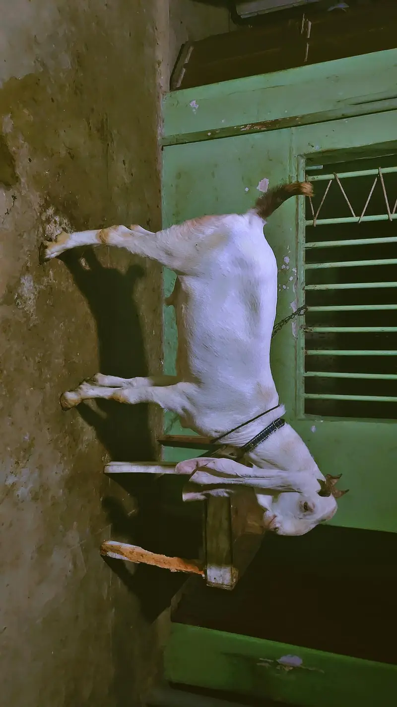 gulabi Bakra for sale — photo 2