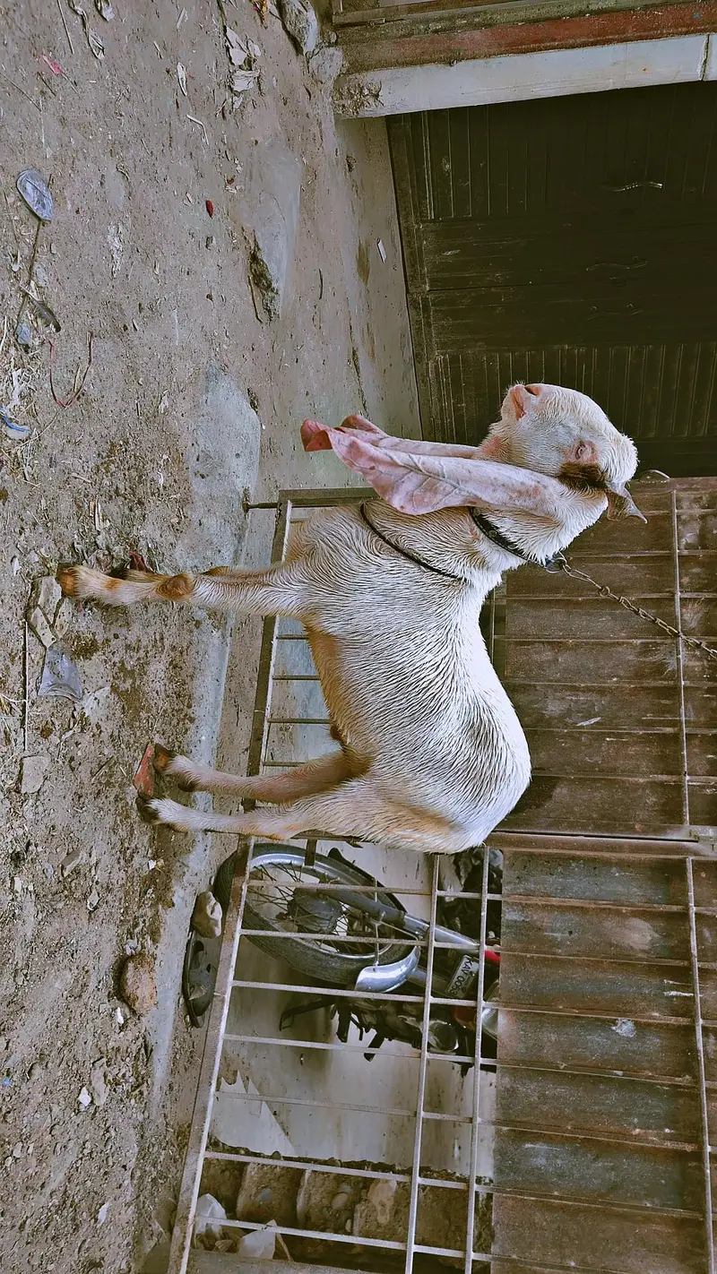 gulabi Bakra for sale — photo 3