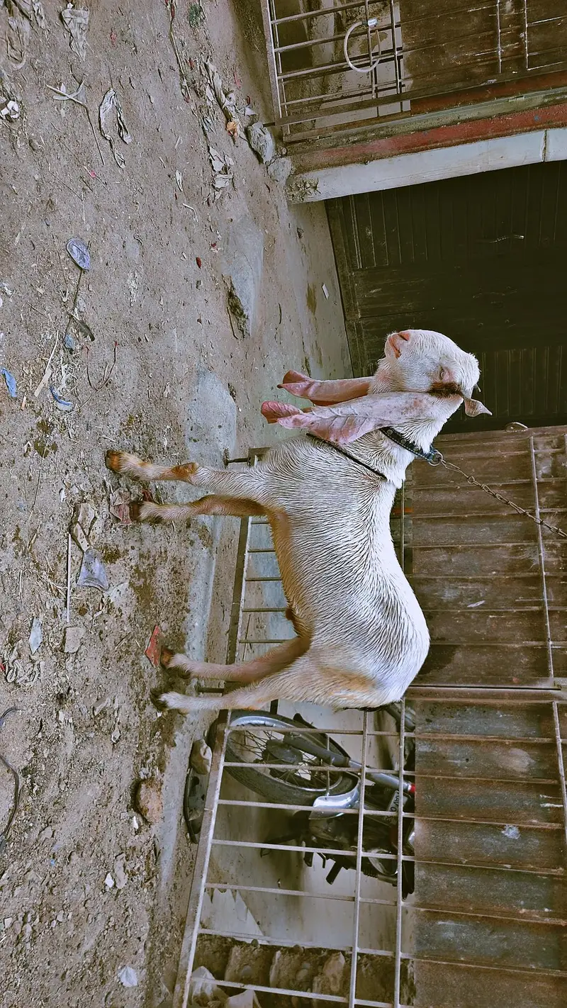 gulabi Bakra for sale — photo 4