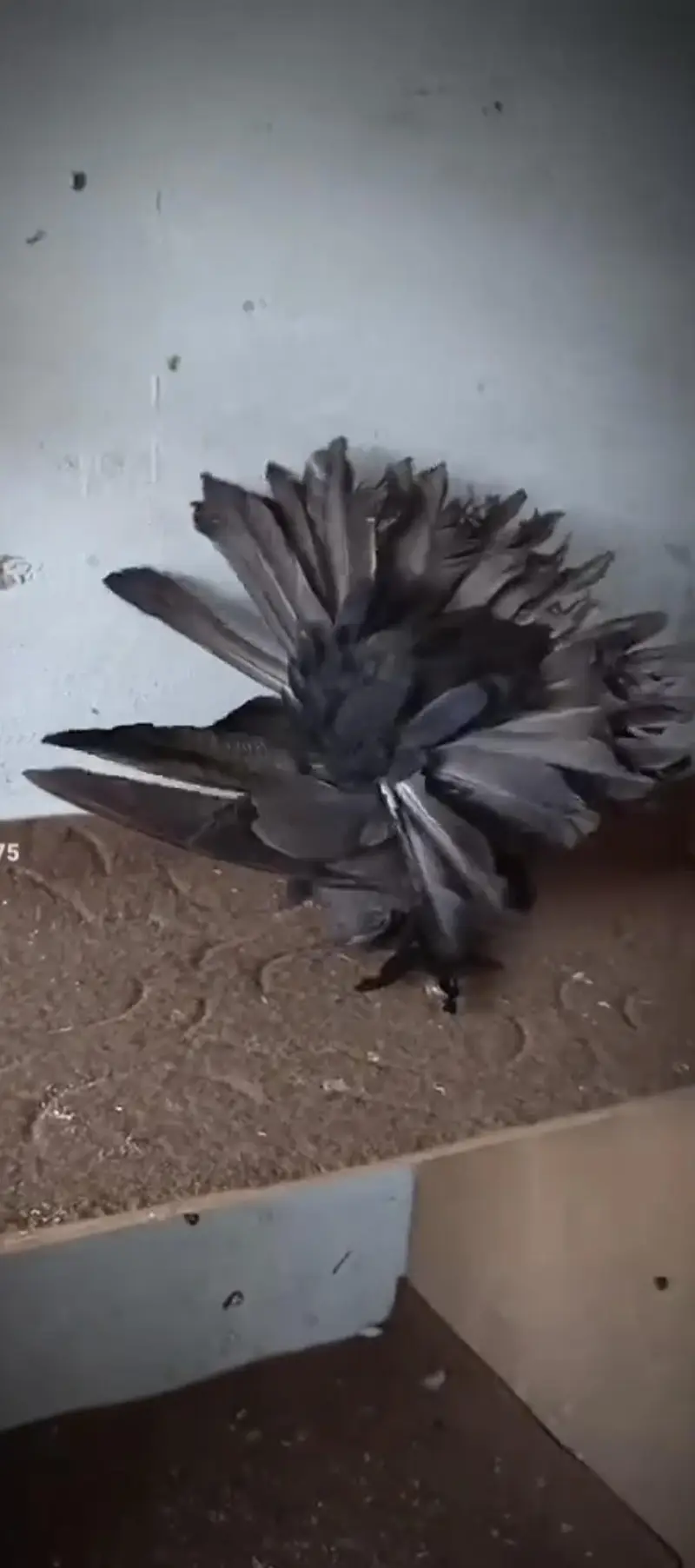 amarican fantail — photo 2