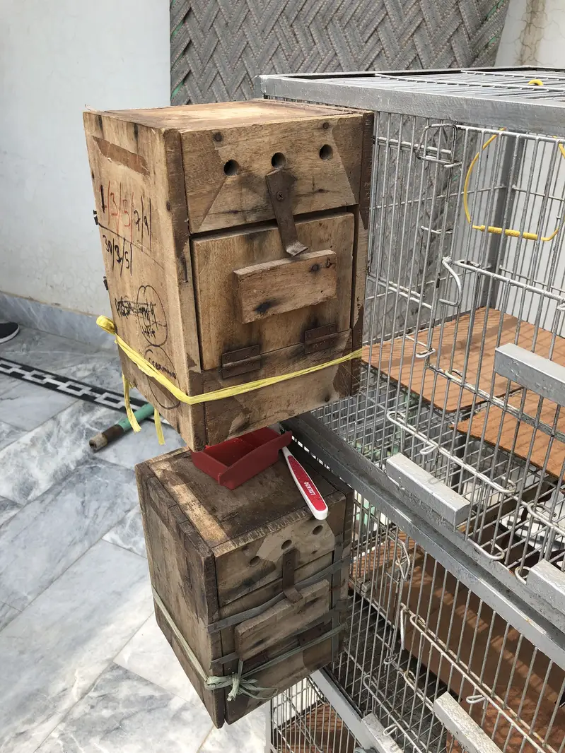 {03076293750}. 3 portion cage for birds heavy iron metal cage — photo 6