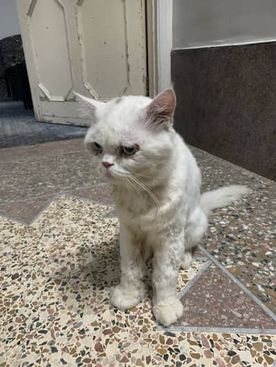 Cat for sale