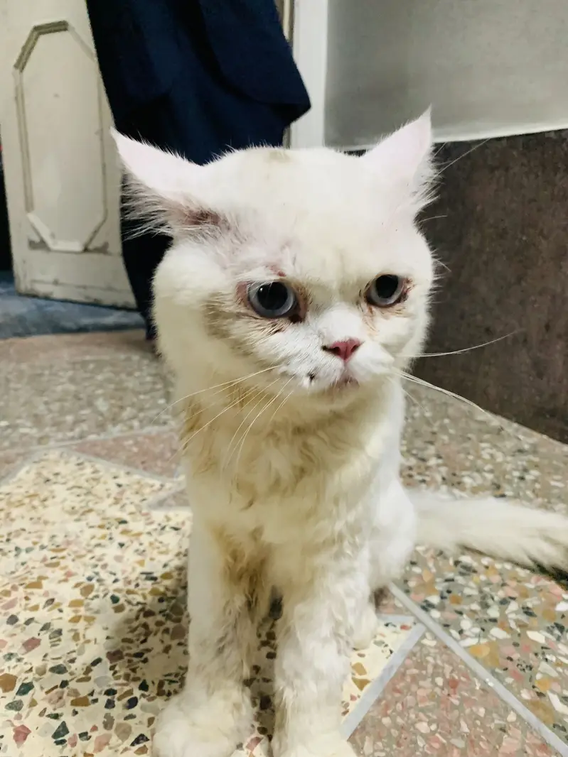 Cat for sale — photo 2