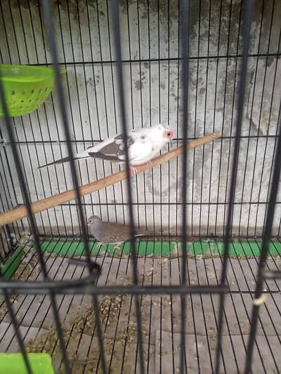 Dove Bird