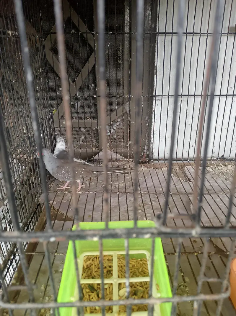Dove Bird — photo 2