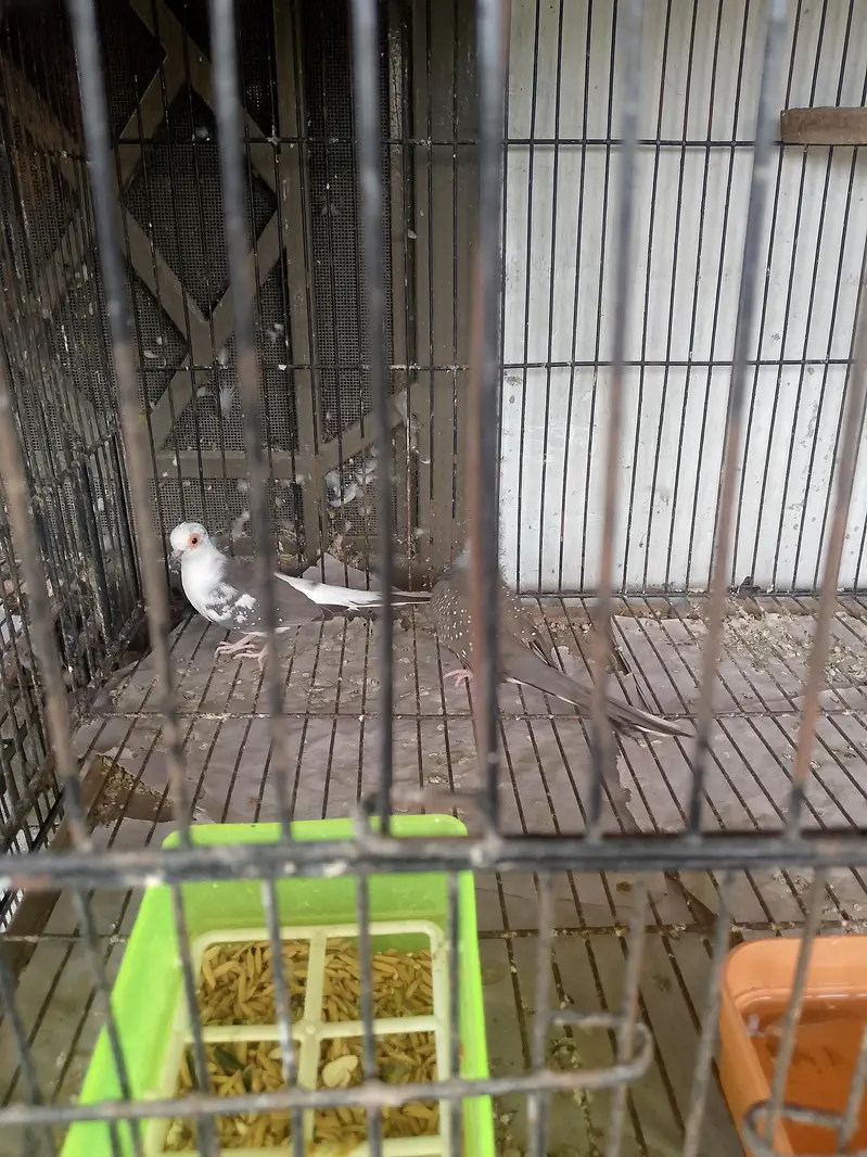 Dove Bird — photo 3