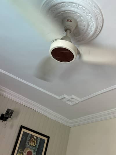 Royal fan