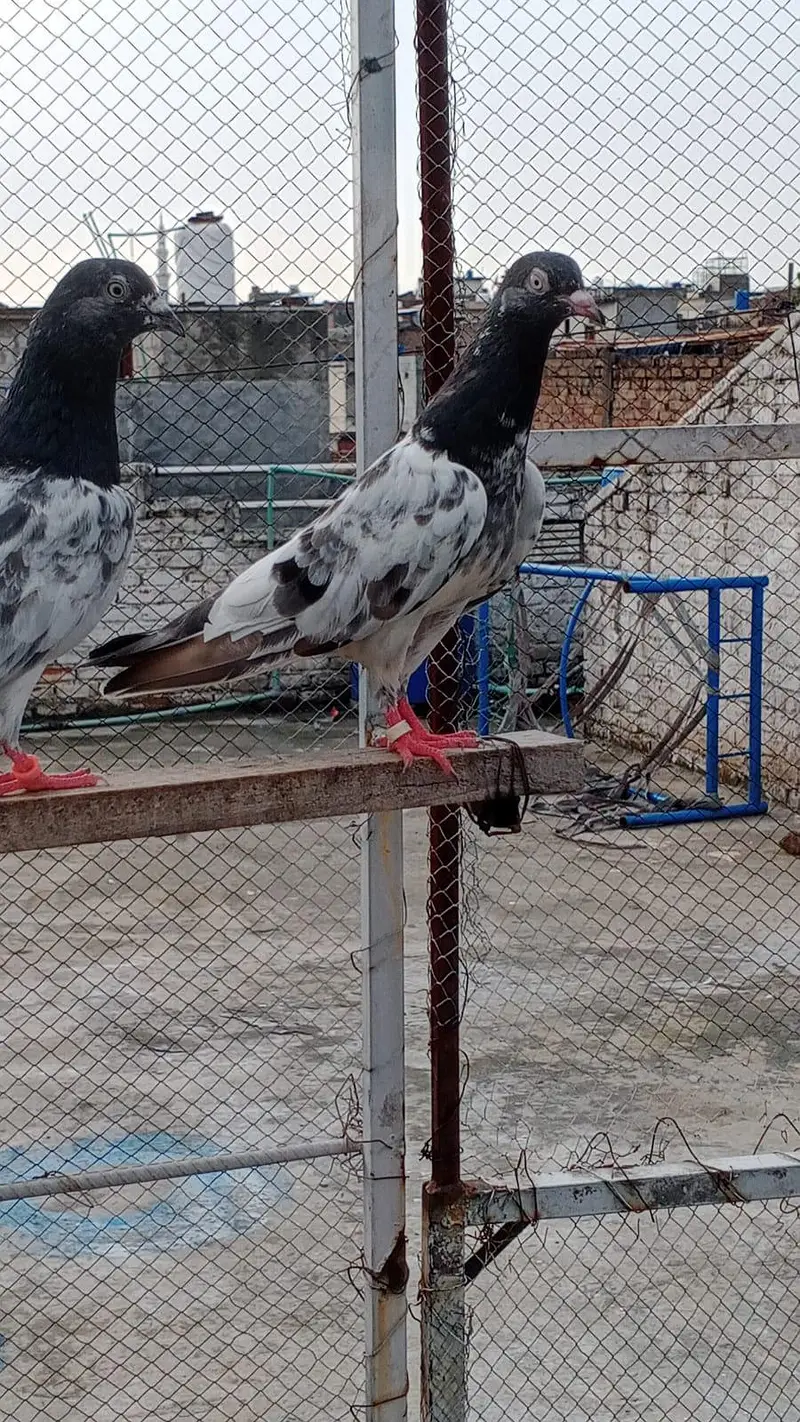 kala teddy male — photo 2