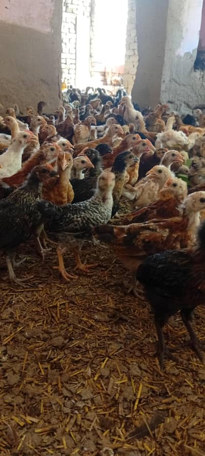 Golden misri vaccinated chicks