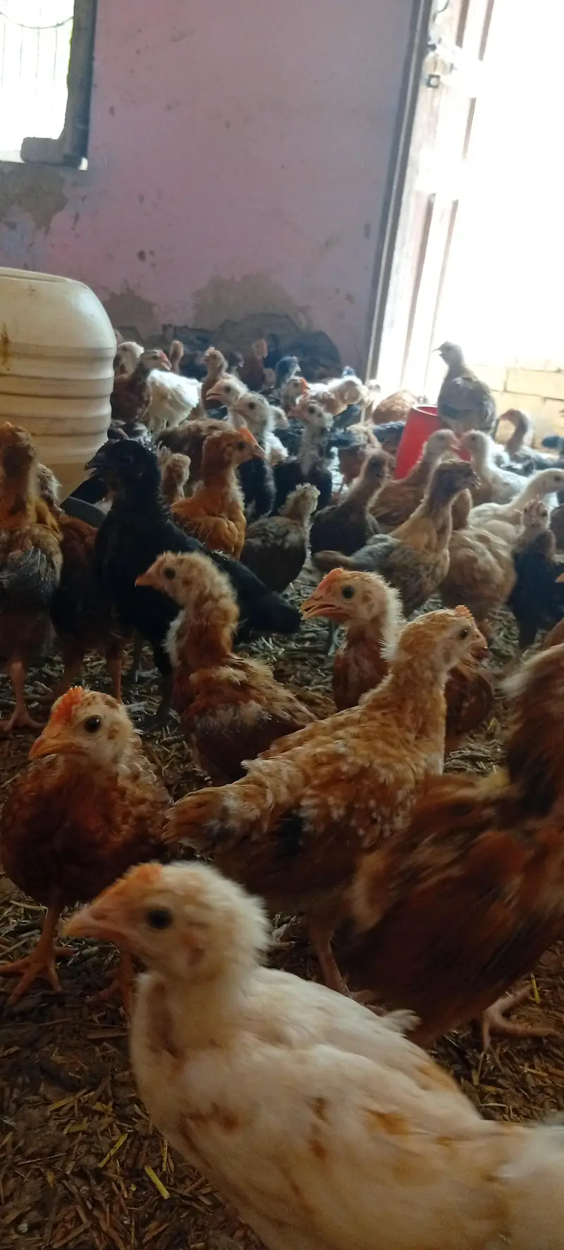 Golden misri vaccinated chicks — photo 2