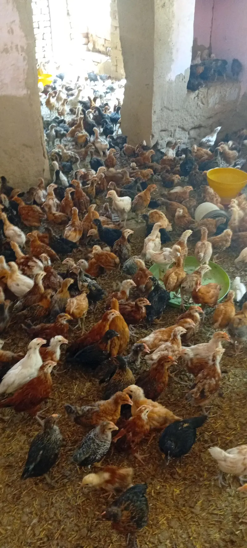 Golden misri vaccinated chicks — photo 3