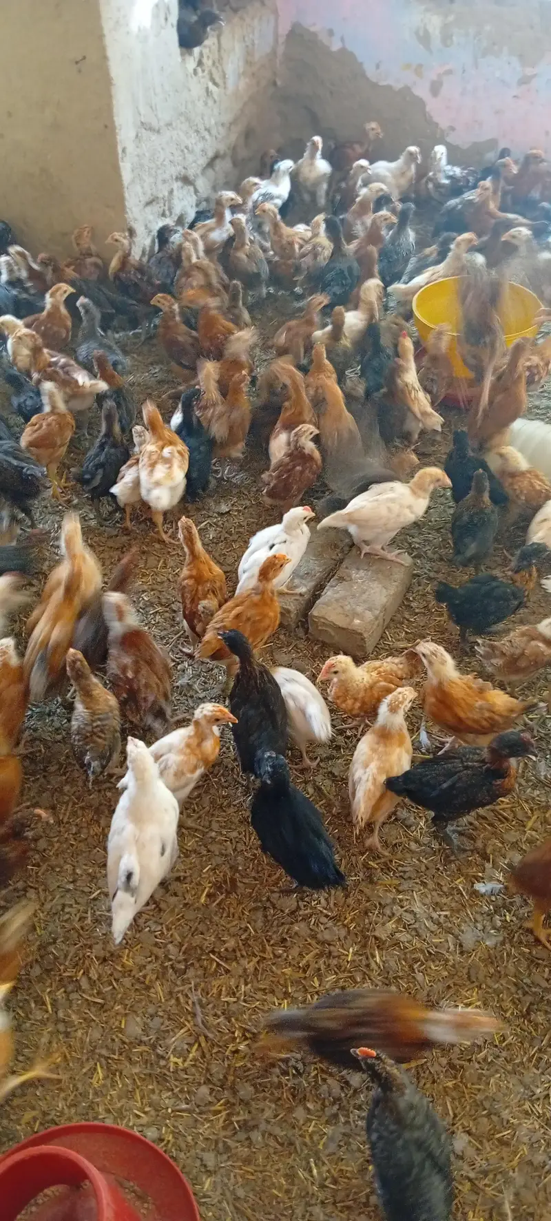 Golden misri vaccinated chicks — photo 4