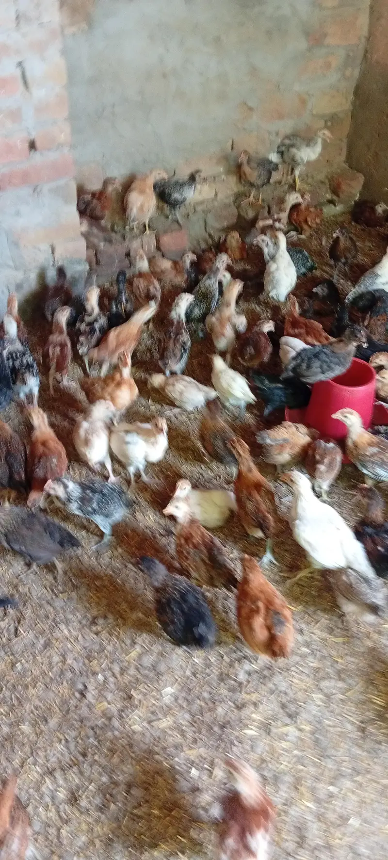 Golden misri vaccinated chicks — photo 5