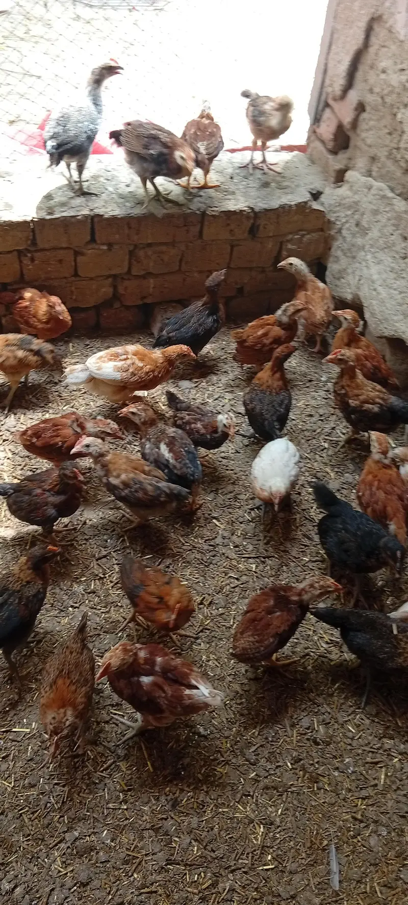 Golden misri vaccinated chicks — photo 6