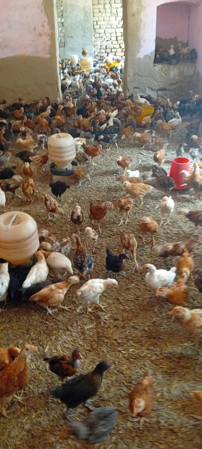 Golden misri vaccinated chicks — photo 7
