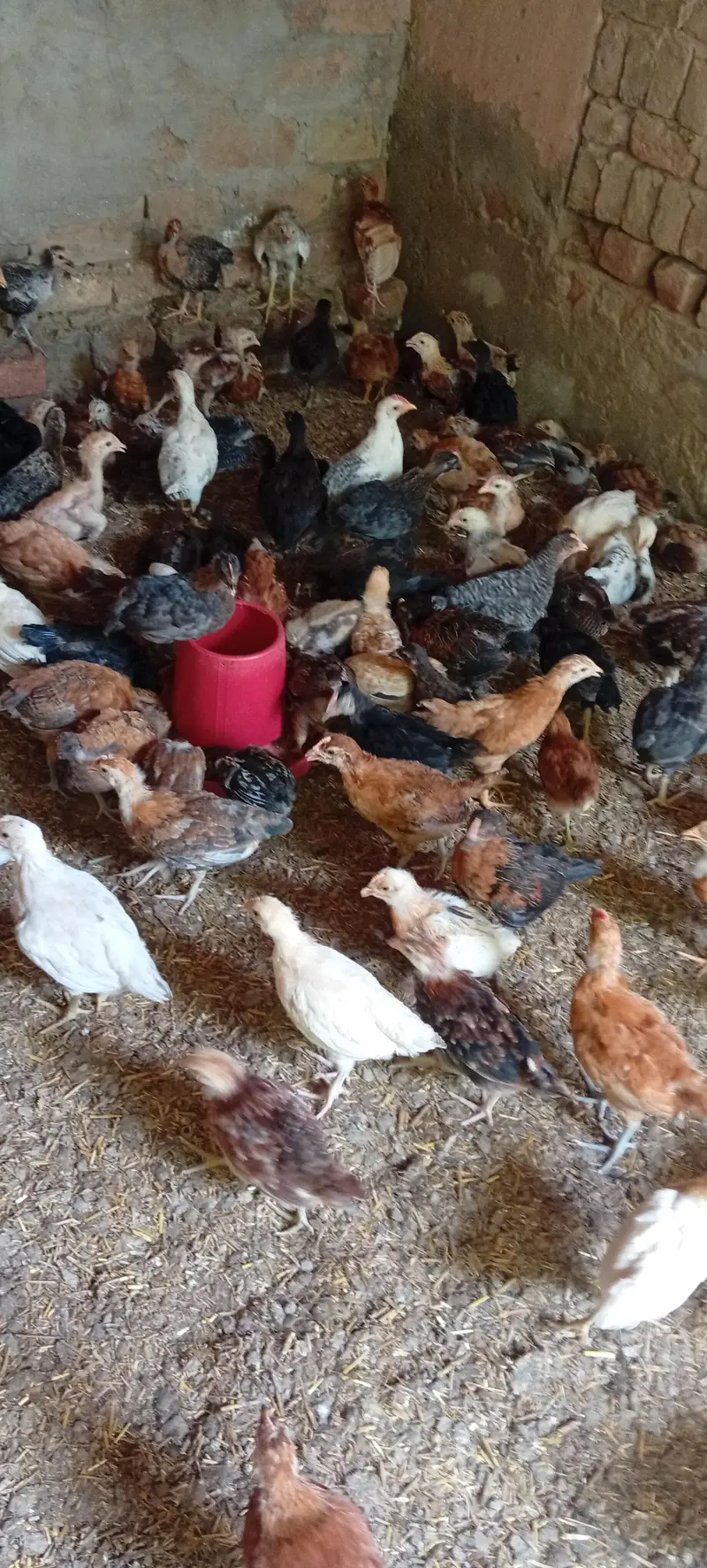 Golden misri vaccinated chicks — photo 8