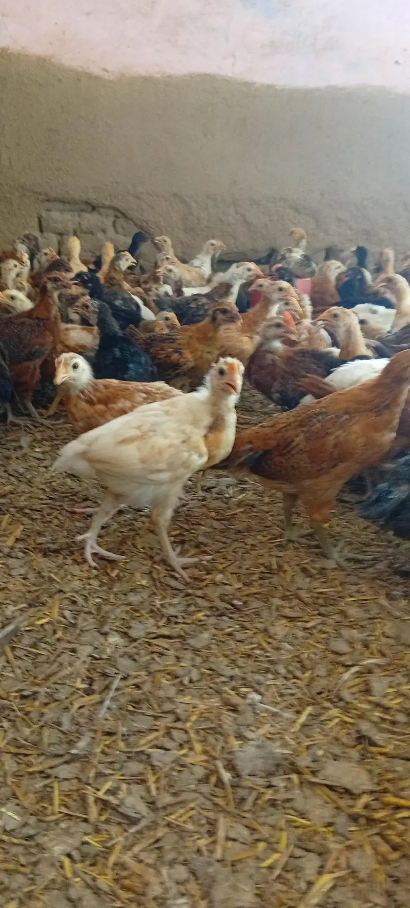 Golden misri vaccinated chicks — photo 9
