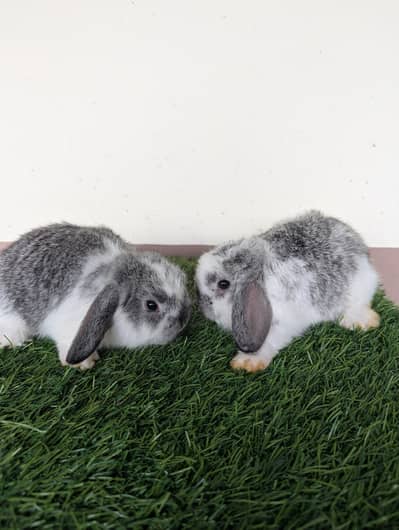 Holland lop bunys