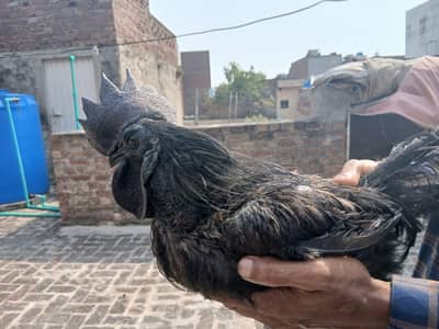 Ayam Cemani black tough