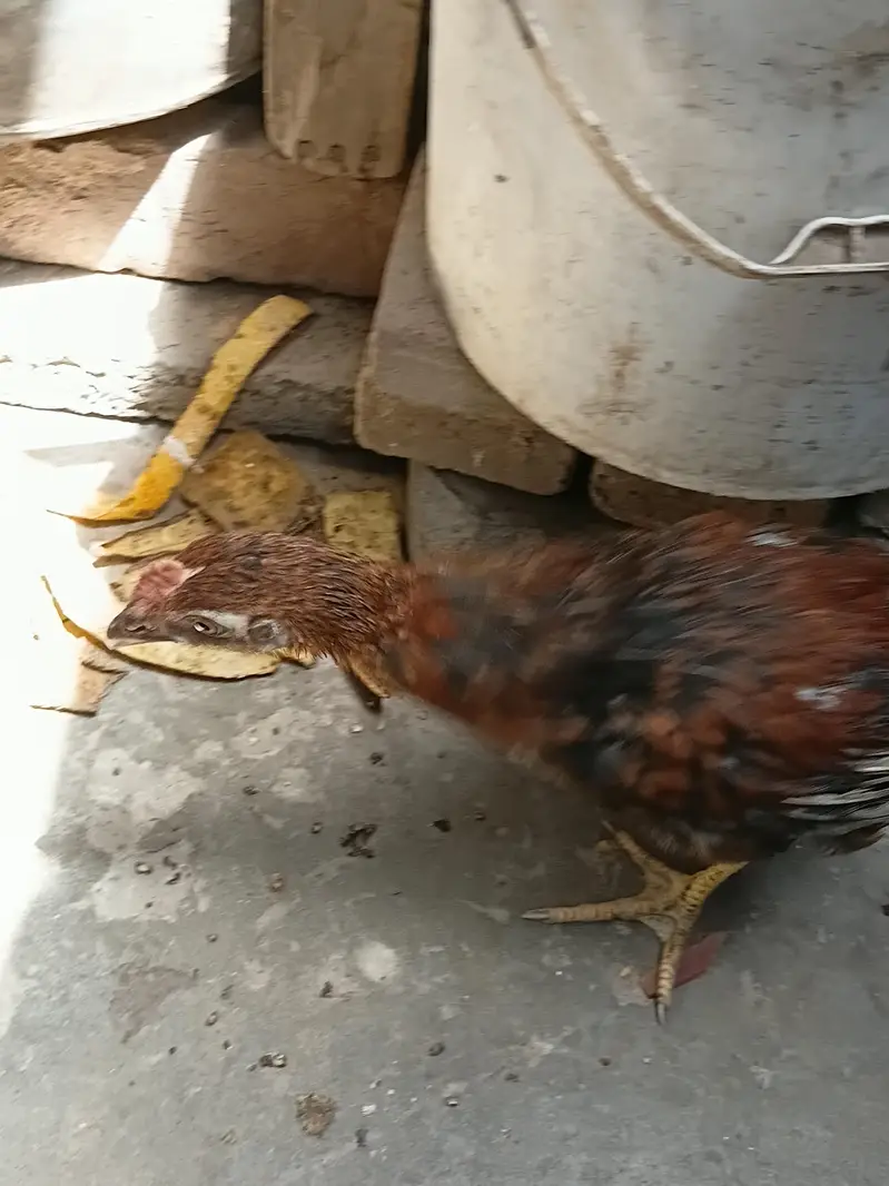 dasi masri murgi — photo 12