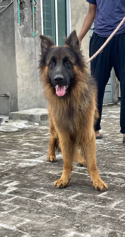 Pink pedigree Long Coat Male For sale