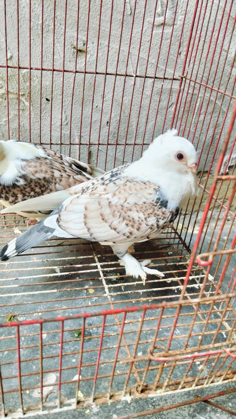 Sentient Red cherry Pair 1