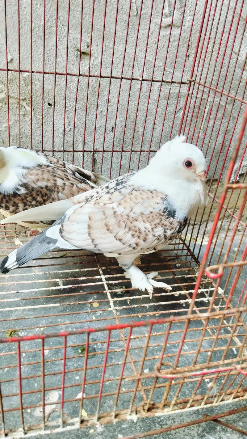 Sentient Red cherry Pair — photo 2