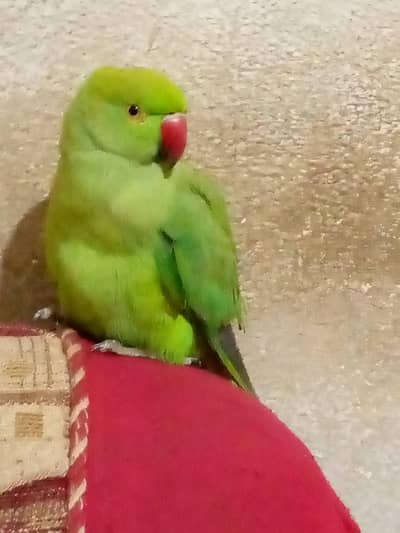 Green parrot beautiful sell