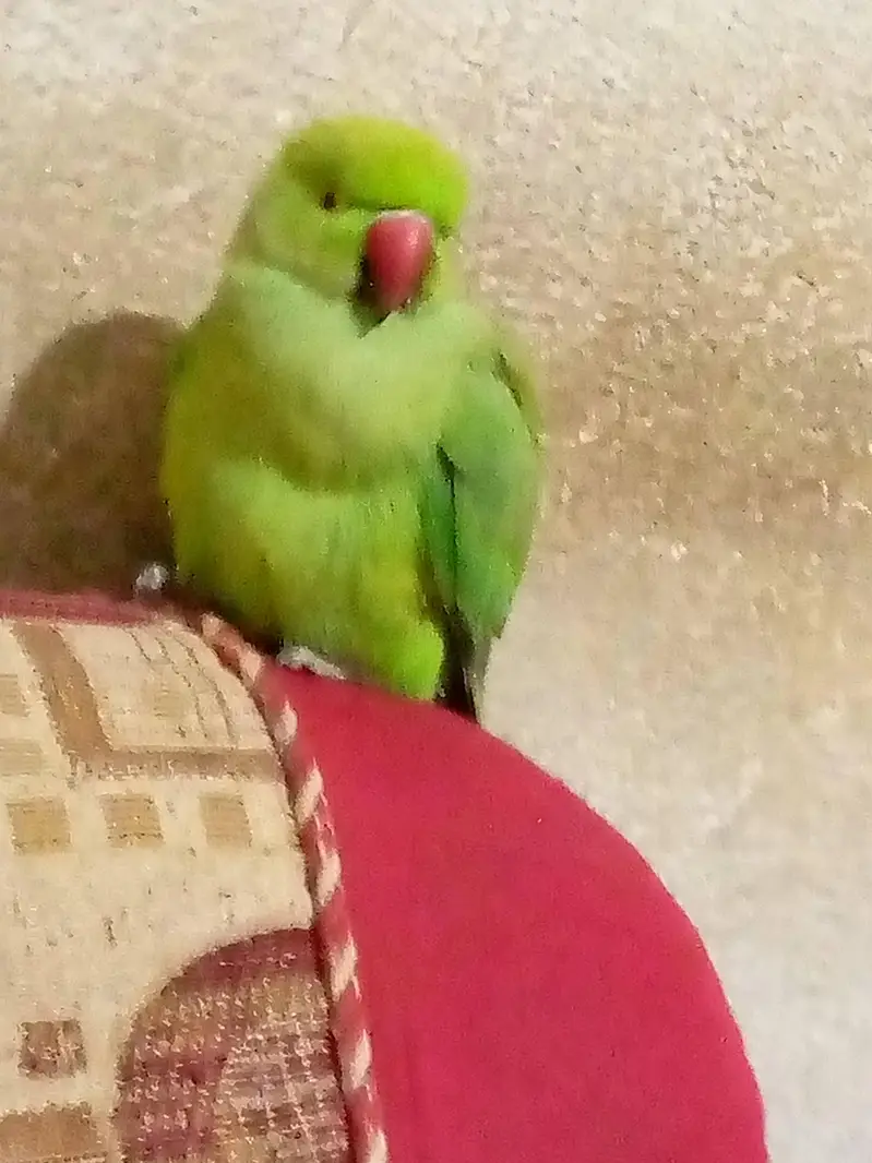 Green parrot beautiful sell — photo 2