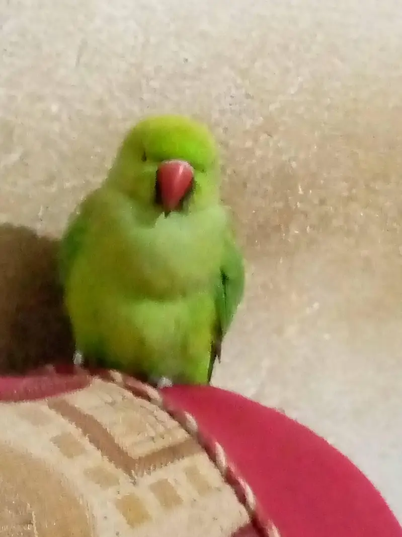 Green parrot beautiful sell — photo 3