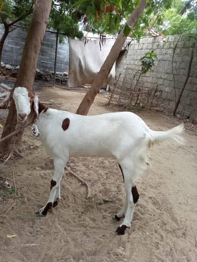 2 patth ek 4 dant ki ek kheeri patth h