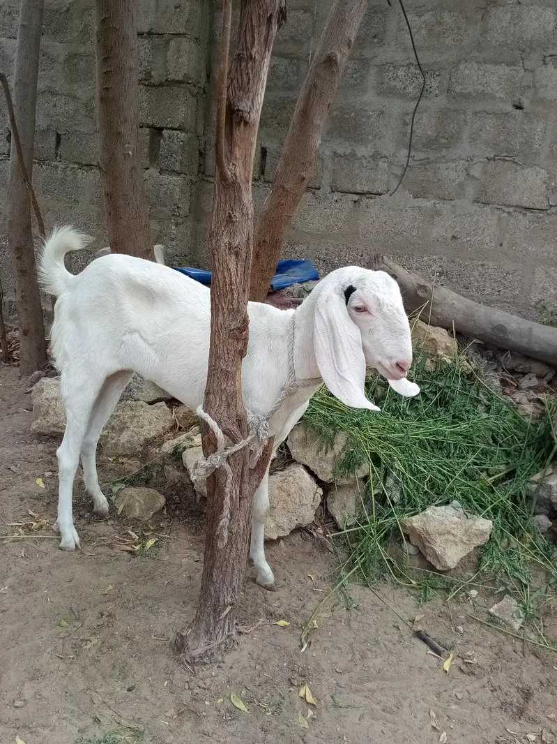 2 patth ek 4 dant ki ek kheeri patth h — photo 2