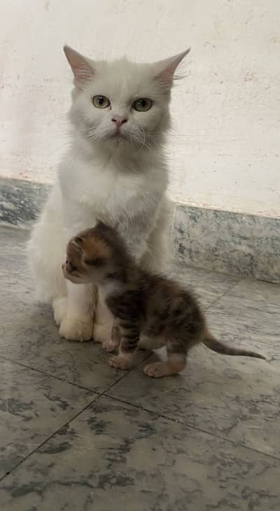 White domestic long hair persian cat