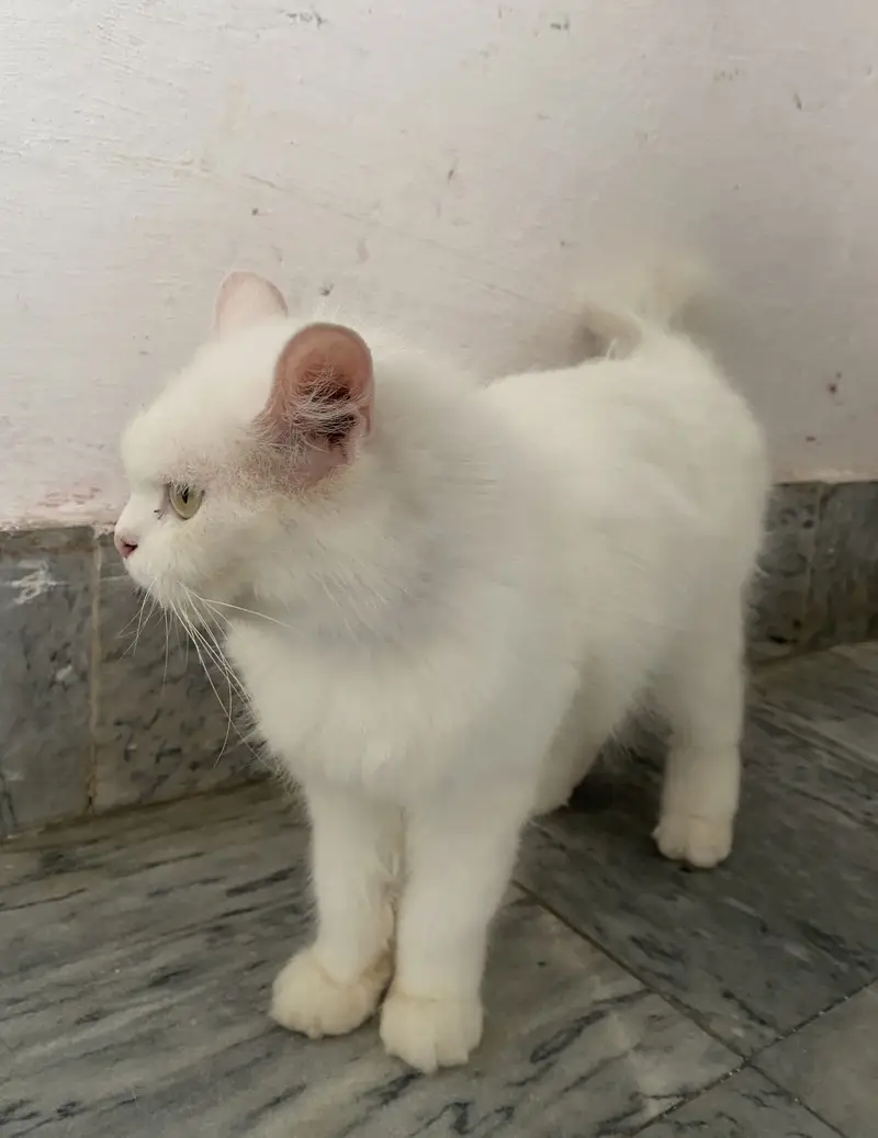 White domestic long hair persian cat — photo 2