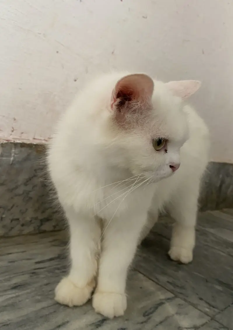 White domestic long hair persian cat — photo 3