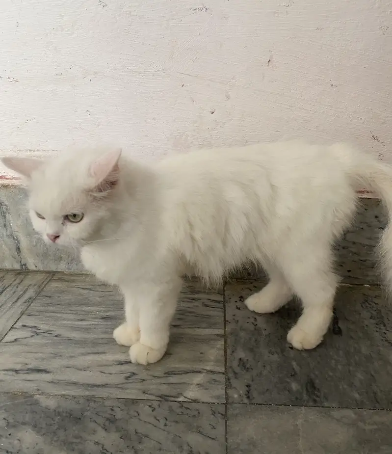 White domestic long hair persian cat — photo 5