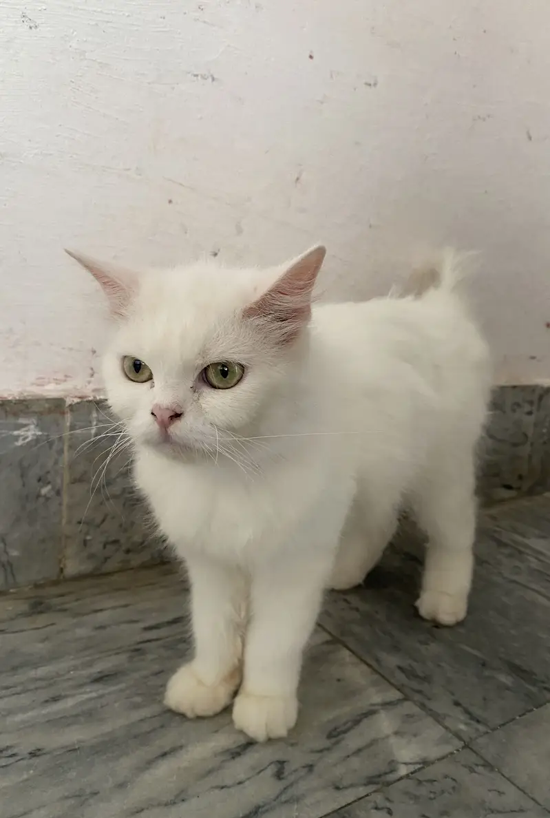 White domestic long hair persian cat — photo 6